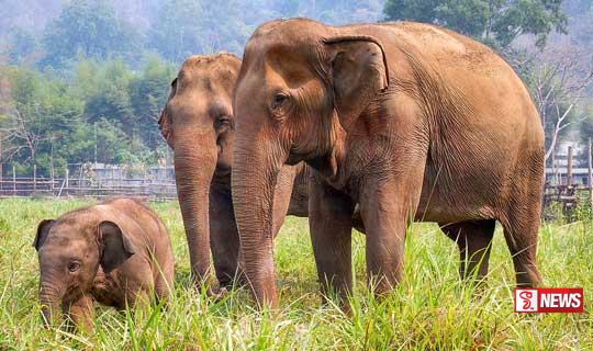 දිවයින පුරා ආබාධිත වනඅලි විස්සක් – ප්රතිකාර අඛණ්ඩව