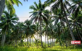 පොල් වගාවට හානි කරන සුදු මැස්සාගේ උවදුර මැඩලීම සඳහා ව්යාපෘතියක්