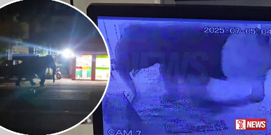 බැංකු ගිය වන අලියා පන්සල් ගිහින් සප්පායම් වෙයි