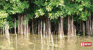 කඩොලාන පරිසර පද්දති ආරක්ශා කර ගැනීමට නව ව්යාපෘතියක් අද සිට ඇරඹෙයි