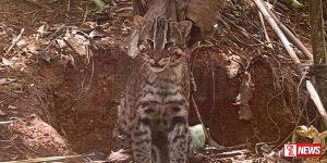 සුනඛ දඩයමේ පැමිණි හදුන් දිවියෙකු මන්දකට හසුවෙයි