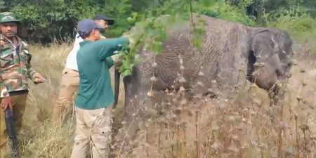 අසාධ්ය වූ වන අලි පැටවකුට ප්රතිකාර