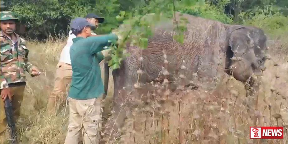 අසාධ්ය වූ වන අලි පැටවකුට ප්රතිකාර