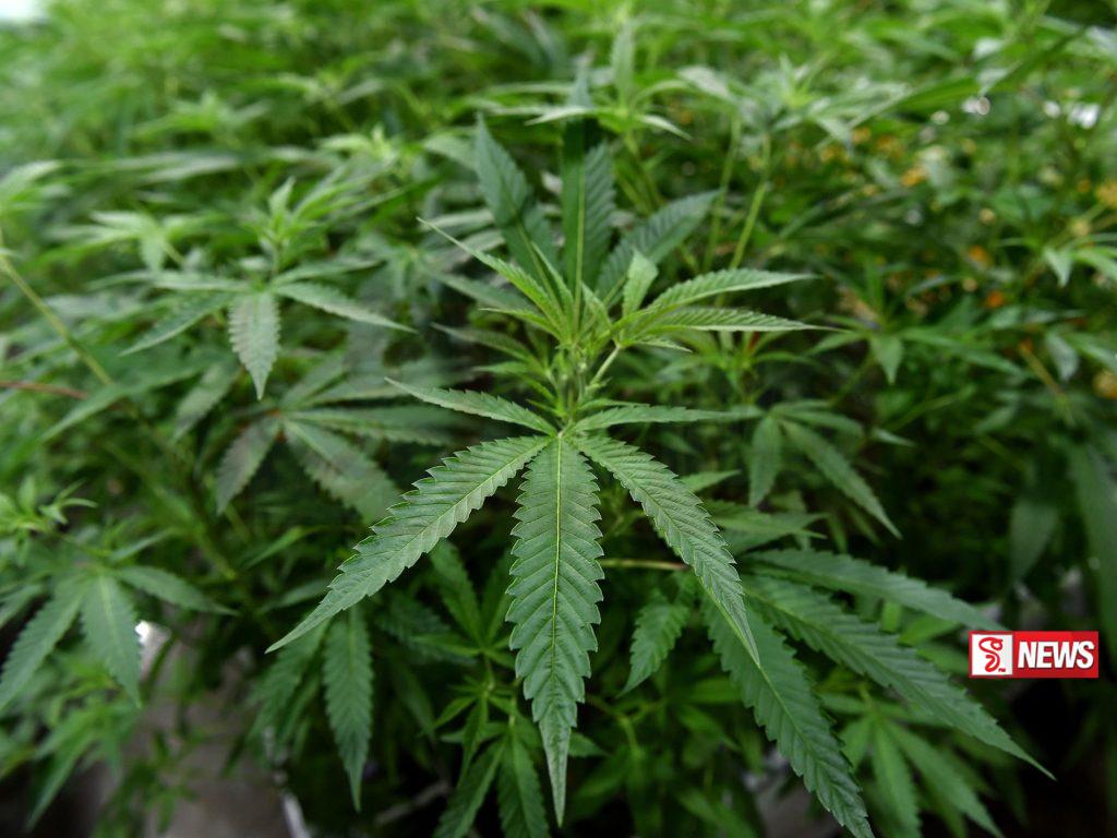 මාලිමා ආණ්ඩුවෙන් කංසා වගාවට අතහිත – VIDEO –