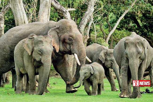 වනජීවී දෙපාර්තුමේන්තුවෙන් දැනුම්දීමක්