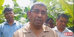 කැවැන්ඩිස් කෙසෙල් වගාවෙන් මැදවච්චියේ පවුල් 35 කට ආදායම්