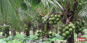 උතුරේ පොල් වගාවට සැලසුම්