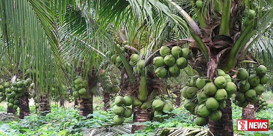 උතුරේ පොල් වගාවට සැලසුම්