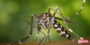 ඩෙංගු මර්දන වැඩ අඩාළයි