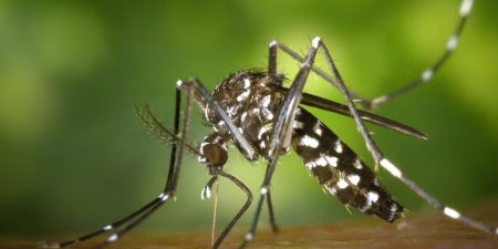 ඩෙංගු මර්දන වැඩ අඩාළයි