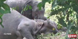 තවත් වෙඩි වැදුණු වන අලි සිරුරු දෙකක් හමුවෙයි