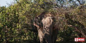 ‘යාලේ දඩබ්බරයාට’ ප්රතිකාර යළි අරඹයි