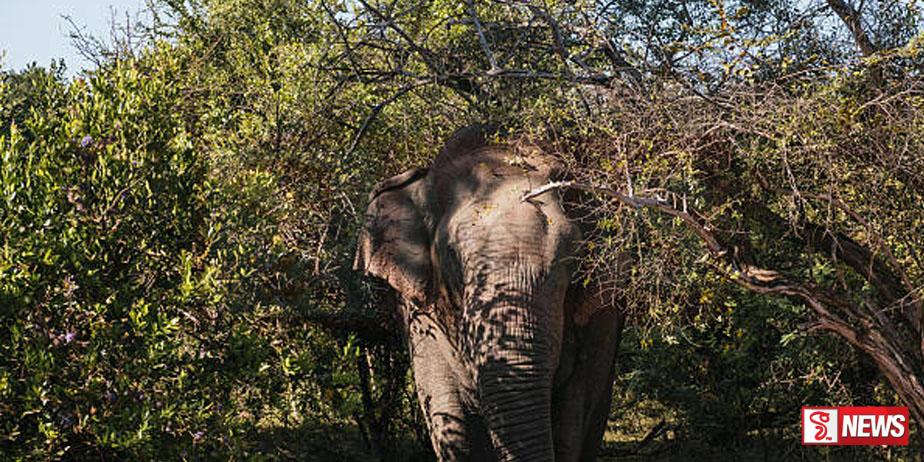 ‘යාලේ දඩබ්බරයාට’ ප්රතිකාර යළි අරඹයි