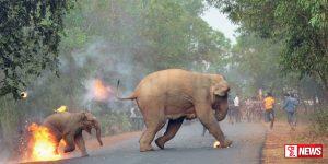 අලි මිනිස් ගැටුමට එල්ලෙන විදුලි වැටකින් විසඳුමක්