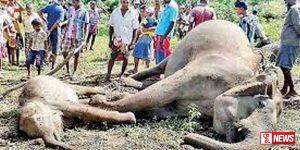 අලි මරණවල වැඩිවීමක්