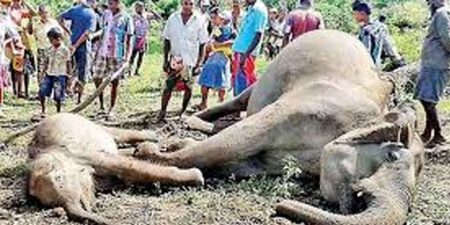 අලි මරණවල වැඩිවීමක්