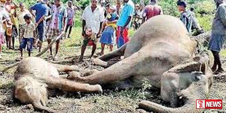 අලි මරණවල වැඩිවීමක්