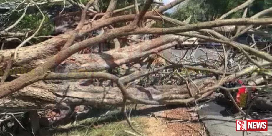 ගසක් කඩා වැටී දෙකක් රෝහලට