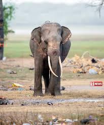 වනඅලි ගැටලුවට තාවකාලික විසඳුමක්