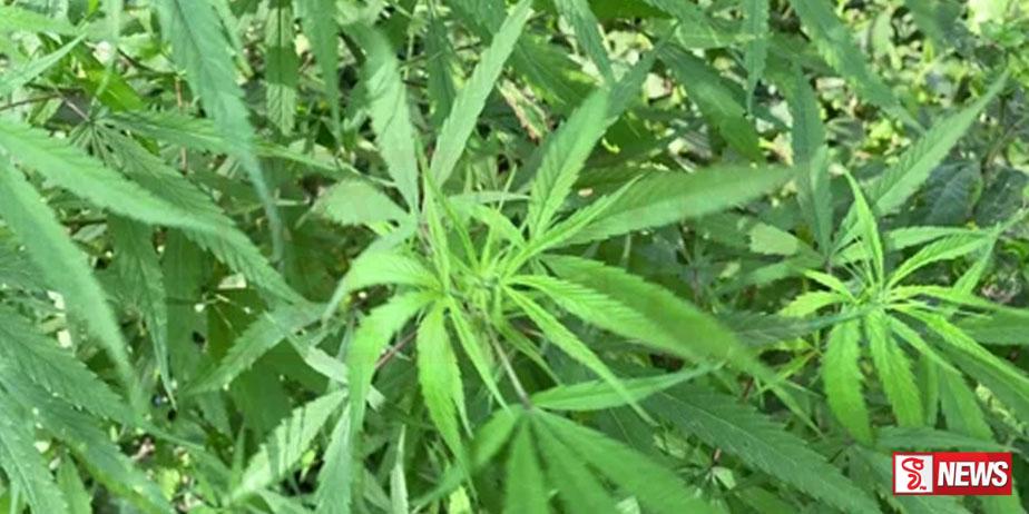 මීරිගම-හම්බන්තොට කංසා වගාවට  භූමි වෙන් කරයි