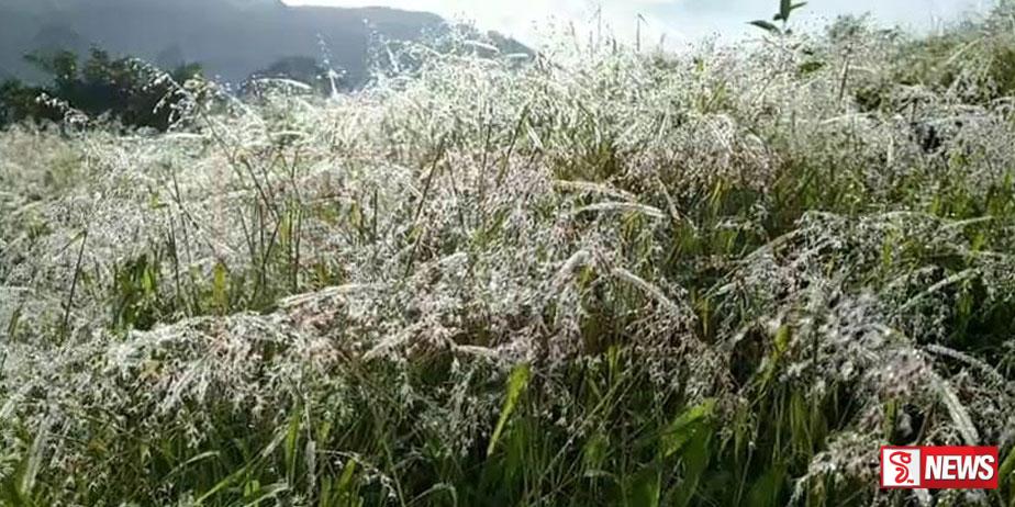 PHOTOS : බගවන්තලාවට මල් තුහින පතිත වෙයි