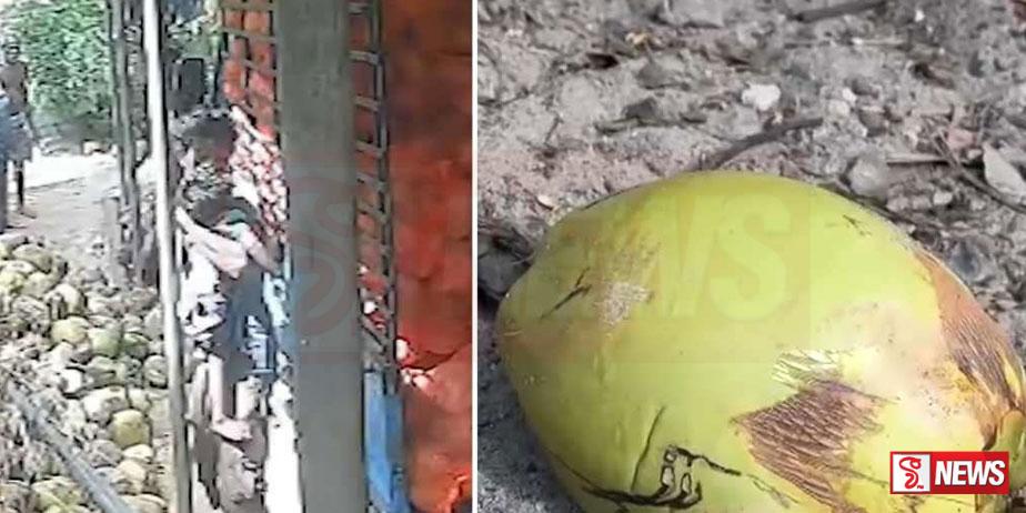 පොල් ගෙඩියක් හිස මතට වැටී දරුවෙක් මරුට