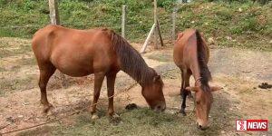 අයාලේ යන නුවරඑළියේ පෝනියන් ගැන නගර සභාවෙන් දැඩි තීරණයක්