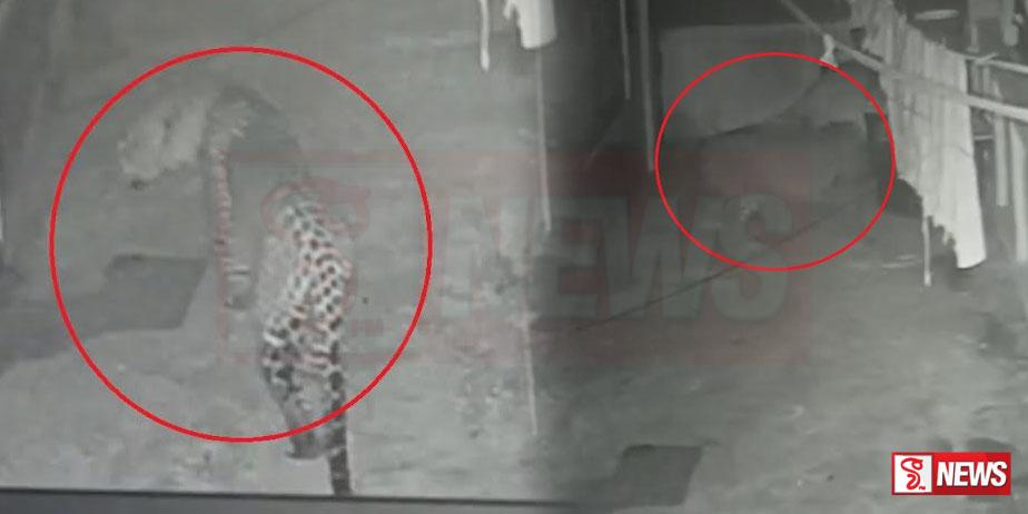 කඳුකර කොටියෙකු නිසා වතු කම්කරුවන් භීතියෙන්