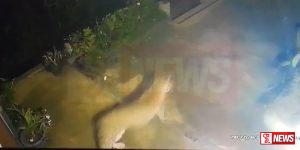 කඳුකර කොටියෙක් නිසා වතුකම්කරුවන් භීතියෙන් – CCTV VIDEO