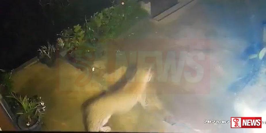 කඳුකර කොටියෙක් නිසා වතුකම්කරුවන් භීතියෙන් – CCTV VIDEO