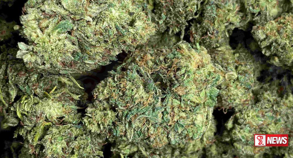 කොටි 10ට වැඩි කුෂ් එක්ක ඉන්දීය ජාතිකයෙක් මාට්ටු