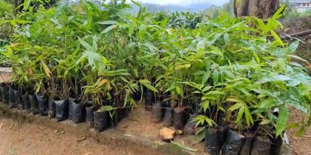 ලෝක උණ ශාක දිනයේදී පැල 500ක් රෝපණය කරයි