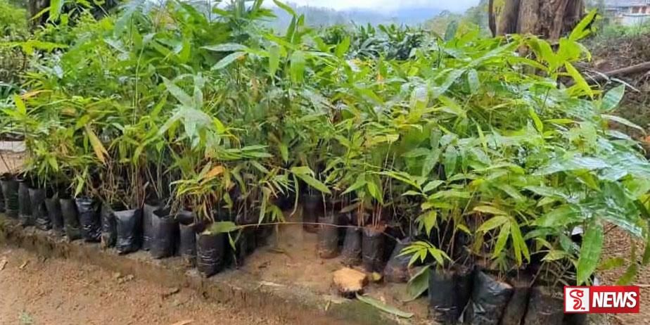 ලෝක උණ ශාක දිනයේදී පැල 500ක් රෝපණය කරයි