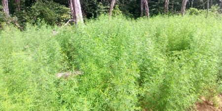 බලංගොඩින් කංසා වගාවක් අල්ලයි