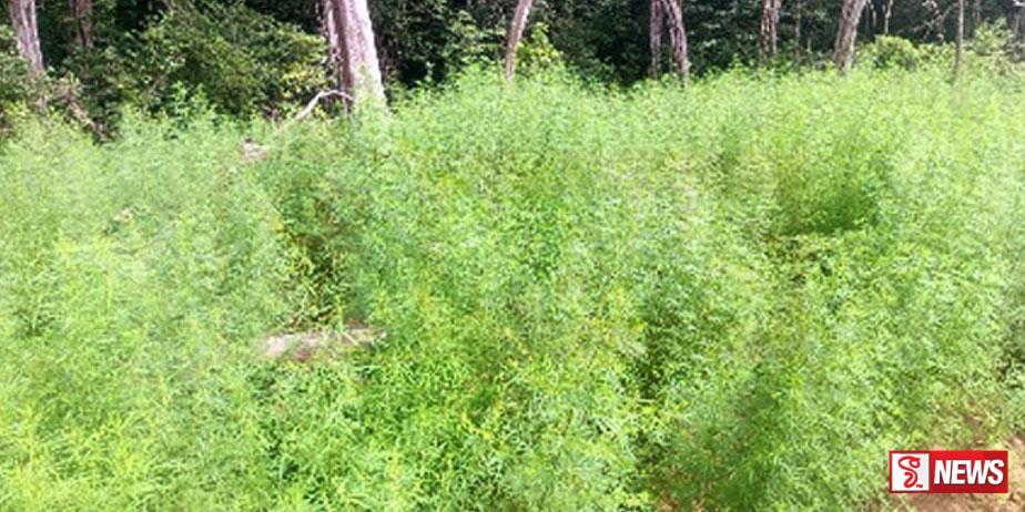 බලංගොඩින් කංසා වගාවක් අල්ලයි