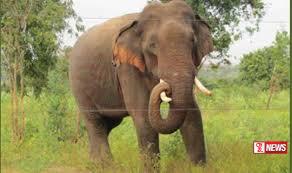 වන අලි පහරින් පුද්ගලයෙකු ජිවිතක්ෂයට