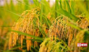 වී මෙට්රික්ටොන් 40,000කට අධික ප්රමාණයක් රජය මිලදී ගනී