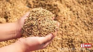 රජයෙන් මෙට්රික් ටොන්  4,200 ක වී අස්වනු මිලදී ගනී