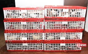 පක්ෂීන් 91ක් සමඟ සැකකරුවන් 02ක් නාවික හමුදා භාරයට