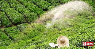 තේ වතු හිමියන් සඳහා පොහොර සහනාධාර ලබා දීම අරම්භයි