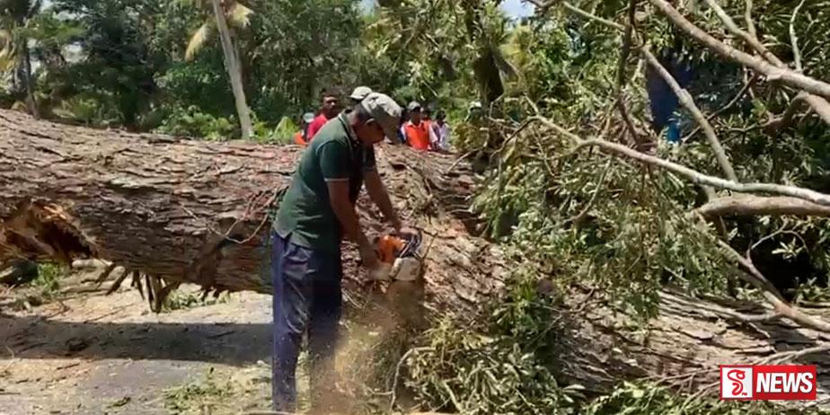 තලාව ප්රාදේශිය සභාවේ සභාපති ඇතුළු මන්ත්රීවරු පාර දෙපස ගස් කපයි