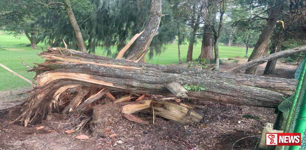 නුවරඑළිය නගරය මැද්දට සයිප්රස් කඩා වැටෙයි