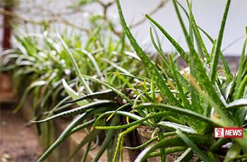 ඔසු වවමු – රට නගමු ඔසු සවිය ජාතික වැඩසටහන ඇරඹෙයි