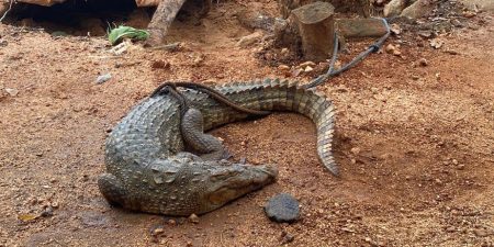 ගමට ආ කිඹුලා ගම්මුන් විසින් අල්ලා ගනියි