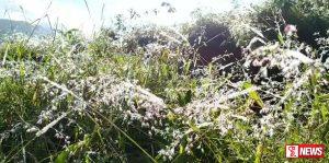 බගවන්තලාවට මල් තුහින පතිත වෙයි