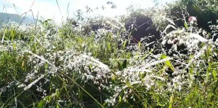 බගවන්තලාවට මල් තුහින පතිත වෙයි