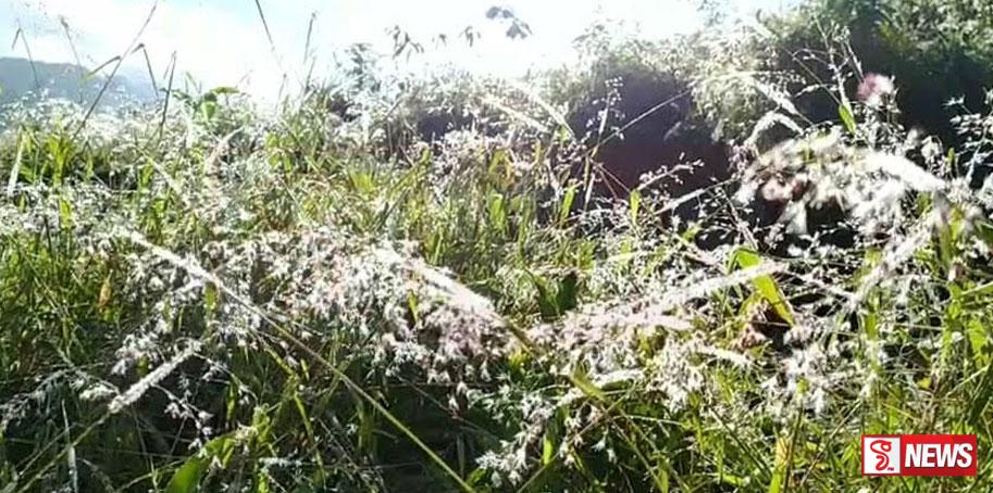 බගවන්තලාවට මල් තුහින පතිත වෙයි