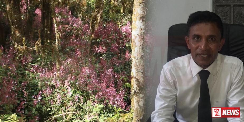 නෙළු බලන්න එනවා නම් නීතිරීති රකින්න