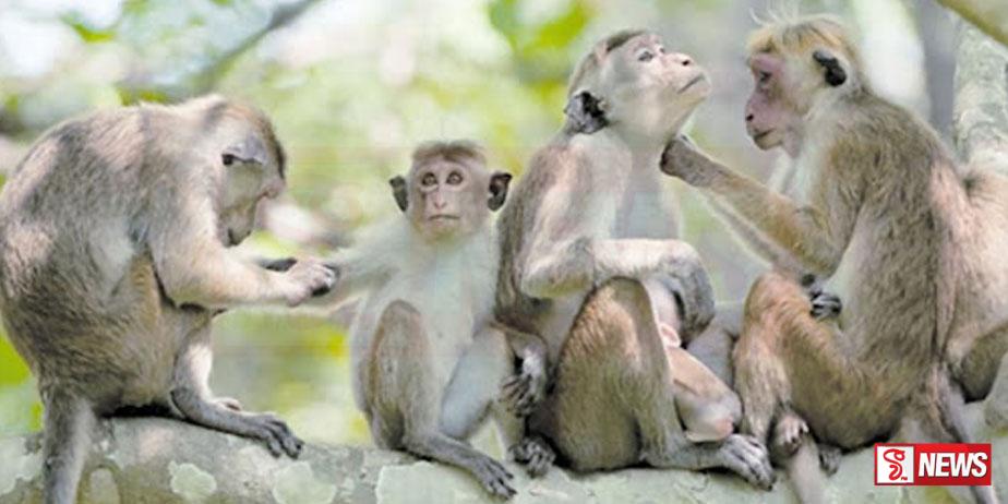 බත් මුට්ටියත් උස්සන් යන රිලා සෙට් එකක්