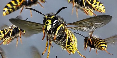 පුංචිලෝකාන්තය නැරඹීමට ගිය පිරිසකට බඹර ප්රහාරයක්